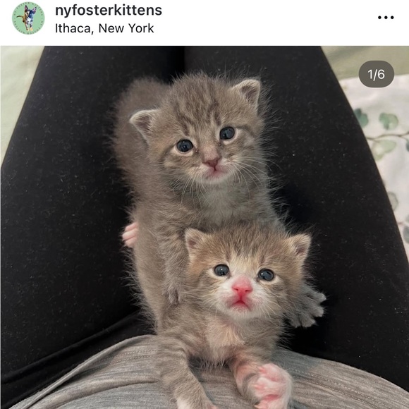 Foster Kitten Love 😻 - Picture 4 of 16